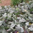 경섭농장 이미지