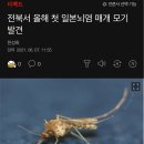 6월에 전국적으로 연속 발견된 "일본뇌염 모기" .jpg 이미지