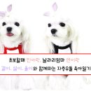 마독 네이버블로그
