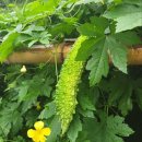 여주-0026 이미지