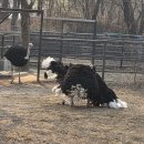 기린03-2 이미지