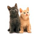 개와고양이 이미지