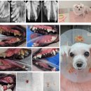 I.K 치과기공소 | 16살 심장병이있는 강아지 스케일링과 발치, 마취부터 회복까지 안정적으로 진행한 후기