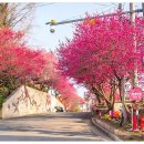 매화2길 이미지