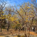 금호작은도서관 | 대구수목원 3월 개화현황 실시간 매화·산수유 절정, 벚꽃 개화시기 총정리