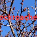 For delay dementia 1,171 Start english 이미지