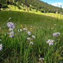 구름패랭이꽃(Dianthus superbus var. alpestris) 이미지