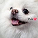 오늘도 신나개 이미지