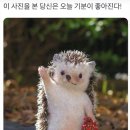 맘편하개 이미지