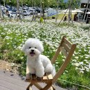한필 | [파주 대형카페] 5월 데이지꽃 명소 &#34;필무드&#34; 애견동반 꽃구경