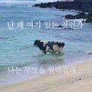 적십자 수상구조사2급 사전교육 후기(특례시험X 상설교육 후기)