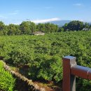 쇠소깍 천일펜션 이미지