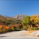 단풍