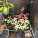 소미 | 수원 테라리움 키트 체험｜소미빌리지 이끼테라리움 만들기 후기