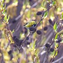 영머리방 이미지