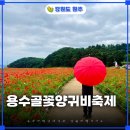 원주용수골꽃양귀비축제 2026 실시간 개화현황 드론샷 방문후기