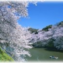 [일본유학]일본여행정보 - Yokoso Japan！벚꽃 투어 이미지