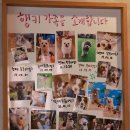 행복하개키울고양 이미지