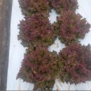 햇살슈퍼 이미지