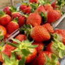 더드림농장 이미지