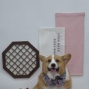 우아하개 이미지