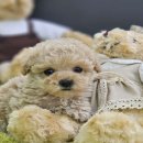 야옹아 멍멍해봐 멍멍스타일 이미지