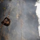 벌과 사람 이미지