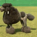 강아지테마미용실 이미지