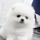 뭉실뭉실 이미지