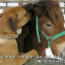 하룻강아지 이미지