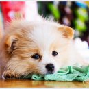 펫퍼스트 24시 강아지분양고양이분양 용인점 이미지