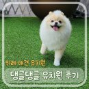 댕글댕글유치원 | 위례애견유치원 추천 댕글댕글유치원 오픈 때 부터 다닌 후기