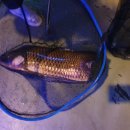 어부바낚시까페 이미지