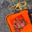 문어통발 이미지