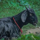 백봉흑염소 이미지