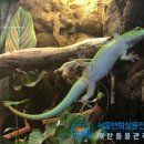 초록도마뱀 이미지