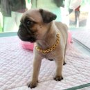 대구강아지분양 원펫 이미지