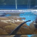 시장횟집식당 - 삼척시 진주로 12-21 | 시장횟집식당