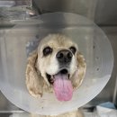 고덕 365 동물의료센터 | 코카스파니엘 15살 노견 강아지 이빨 뽑으러 갔다가 얼떨결에 비장종양 수술 후기