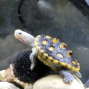 그리올라 이미지