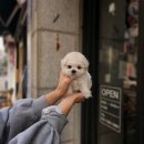 강아지클럽 | 속 시원하게 알려드리는 파주강아지분양, 브리더클럽 후기!