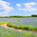 한들목장 이미지