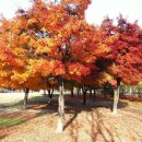 서빙고(근린공원) 이미지