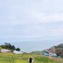 두모마을 | 남해 다랭이마을 유채꽃 실시간 개화상황 두모마을 파라다랑스 후기까지