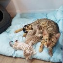 고양이전문점 허니캣 이미지