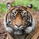 선녀와나무꾼 이미지