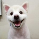 아지양이 펫샵 이미지