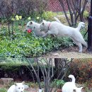 새롬애견 이미지