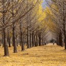 은행나무 이미지