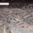 신화곰장어 이미지